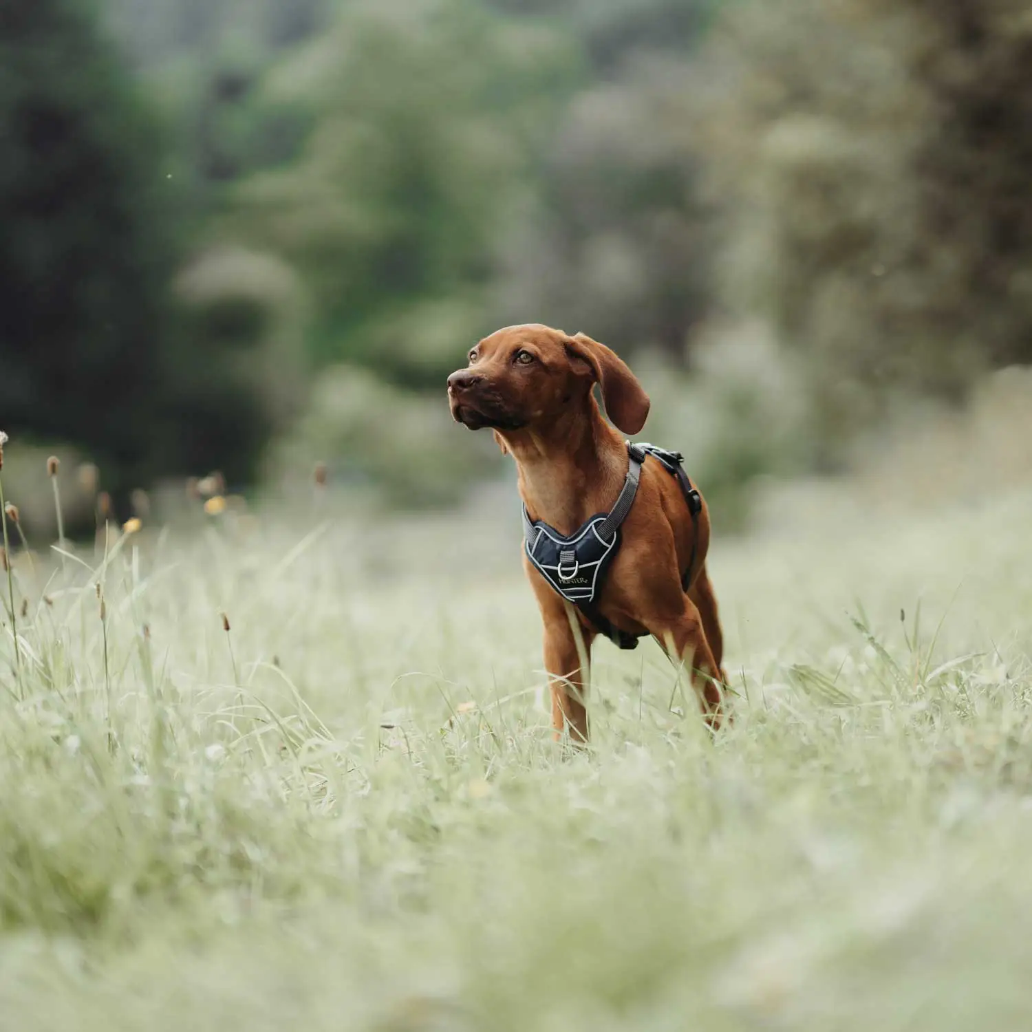 Hunter Divo hundesele XS petrol/grå just mave 34-47 cm - Stabil pasform og synlig sikkerhed